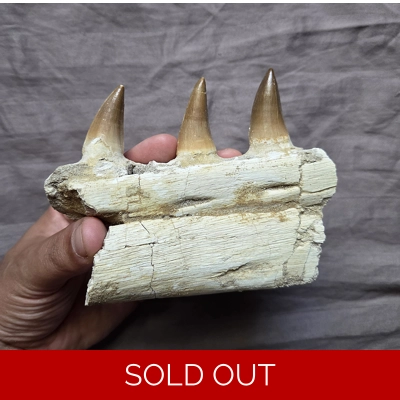 Rare Mosasaur Eremiasaurus Fossil Tooth Sea Reptile Jaw Part Dinosaur Morocco